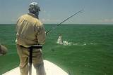 Fly Fishing Sarasota Images