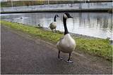 Pictures of Canadian Geese Pest Control