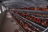 Commercial Chicken Egg Farming Pictures