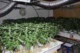 Photos of How To Grow Good Marijuana Indoors