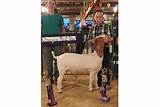Images of Iowa Goat Auction