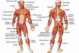 Images of Muscle Exercise Body