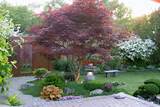 Good Trees For Pool Landscaping Photos
