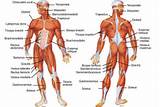 Images of Opposing Muscle Exercises