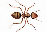 Origin Of Fire Ants In The United States