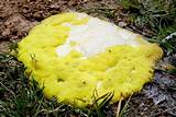 Where Can One Find Slime Molds