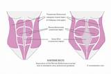 Pelvic Floor Muscles After C Section Pictures