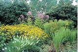 Landscape Plants Missouri