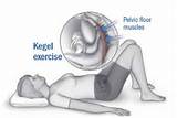 Muscles Kegel Exercises Work Images
