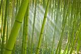 Garden Design Using Bamboo
