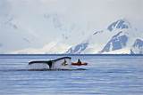 Antarctica Travel Insurance Photos