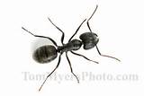 Images of Indoor Carpenter Ant Control