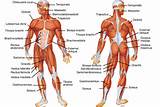 Muscle Labeling Exercise Photos