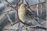 Pictures of Male And Female House Finch