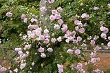 Where To Buy Climbing Roses Images