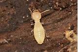 A Picture Of A Termite Pictures