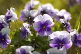 Photos of Pics Of Violet Flowers