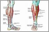 Pictures of Vastus Lateralis Muscle Strengthening