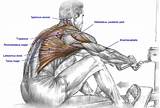 Rowing Core Muscles Images