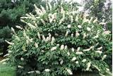 Shrubs With White Flowers In Summer Pictures