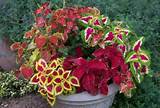 Perennial Flowers For Containers Pictures