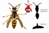 Wasp Life Cycle Pictures