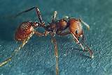 Pictures of Fire Ants Reaction