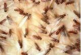 Termites With Wings After Rain