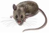 Pictures of Rat Or Mouse
