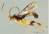 Images of Species Of Wasp