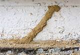 Do Termites Leave Droppings Photos
