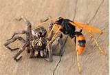 Spider Wasp Pictures