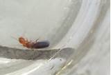 Images of Flying Termite Killer
