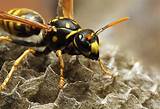 Picture Of Wasp