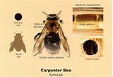 Can Carpenter Bees Sting You