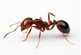 Pictures of Giant White Ants