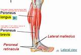 Photos of Peroneal Muscle Strengthening