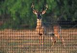 Poly Deer Fencing Photos