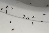Baby Termites Size Images