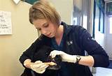 Photos of Equine Veterinary Technician Salary