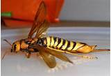 Images of Wasp Queen