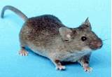 Pictures of Rodent Repellent