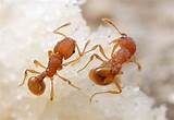 Fire Ants Winter Images