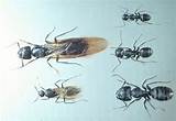 Pictures of Identifying Carpenter Ants