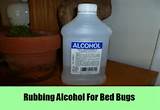 Kill Bed Bugs Using Alcohol Photos