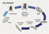 Life Cycle Of Cockroach Wikipedia Images