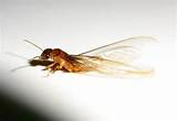 Images of Termite With Wings In House