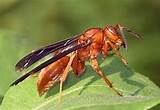 Pictures of Orange Wasp