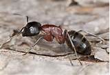 Are Carpenter Ants Red Photos