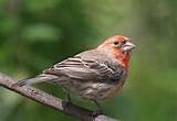 Pictures of Photo Of House Finch